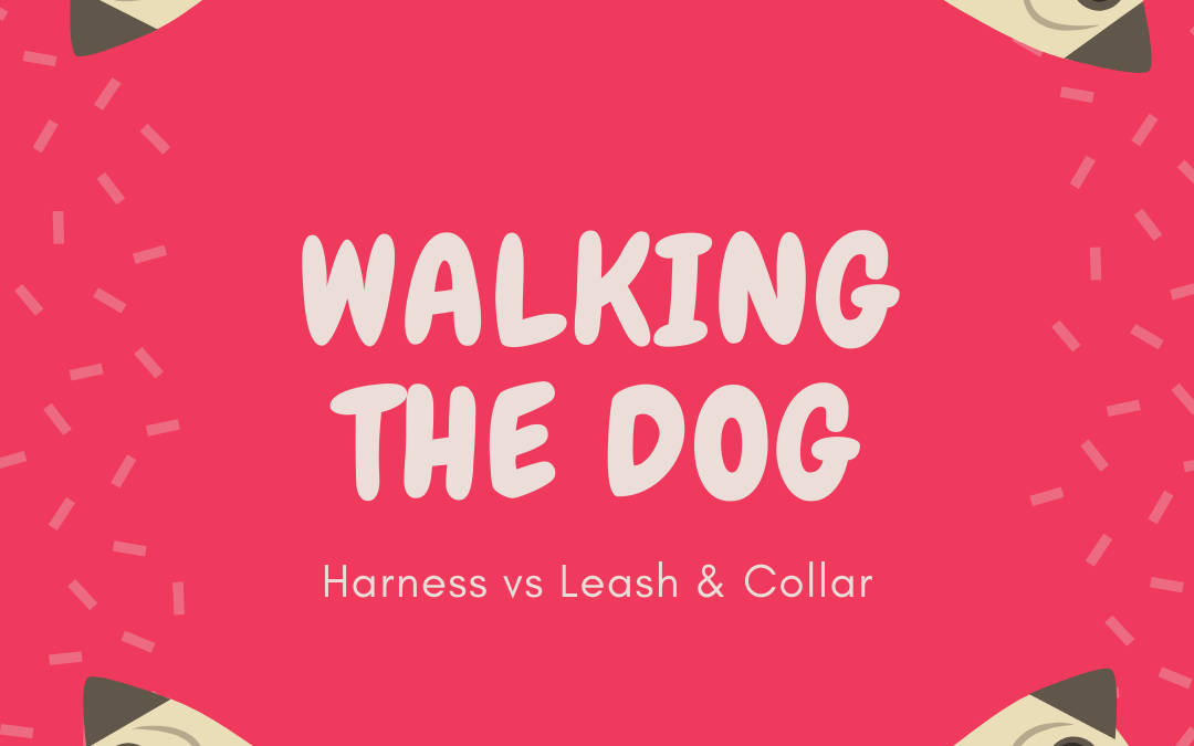 Walking the Dog | Harness vs Leash