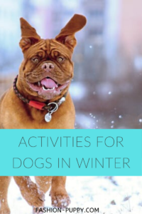 Activities for Dogs in Cold Weather