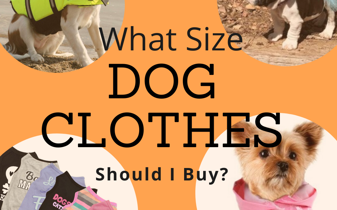 What Size Dog Clothes Should I Buy?
