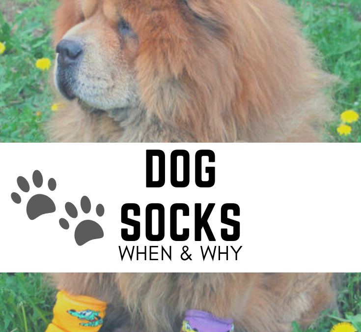Socks for Dogs